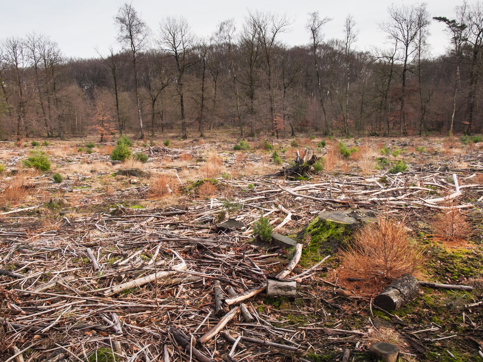 debris left after clearing an area of woodland with newly planted trees growing through it and standing mature trees in the background.